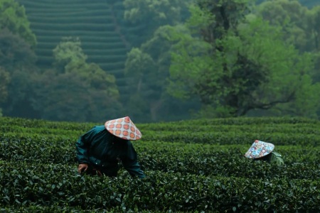The tea pickers in Meijiawu and the tea scenery of the entire mountain