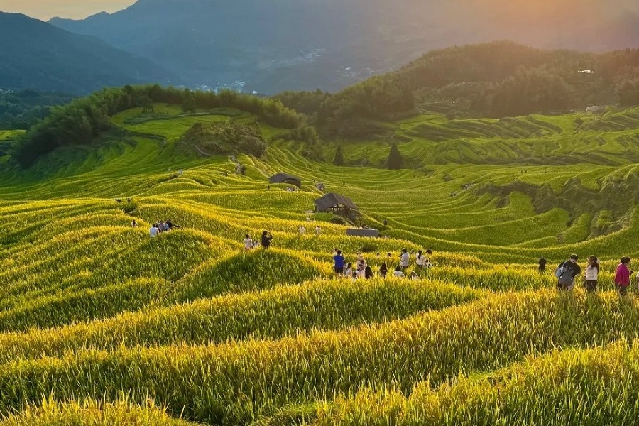 Yunhe Rice Terrace in harvest seoson.