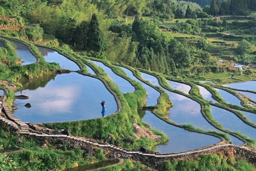 Aerial view of Yunhe Rice Terrace in spring.