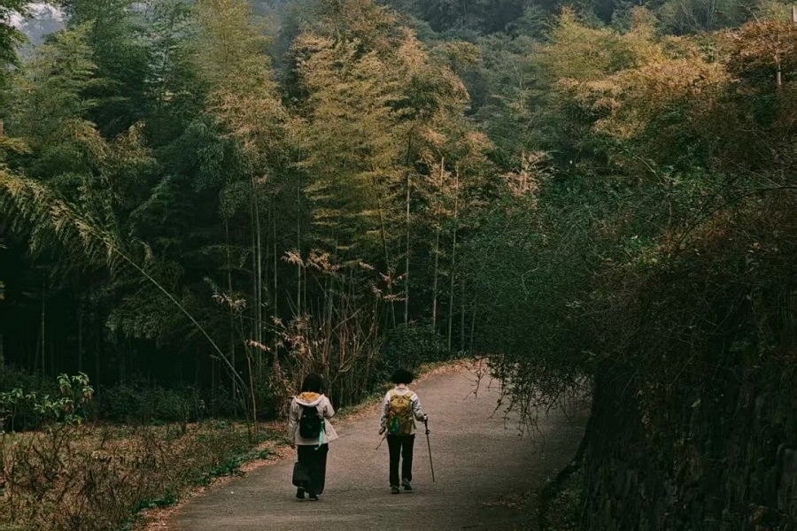 Moganshan hiking trail in Bamboo forest