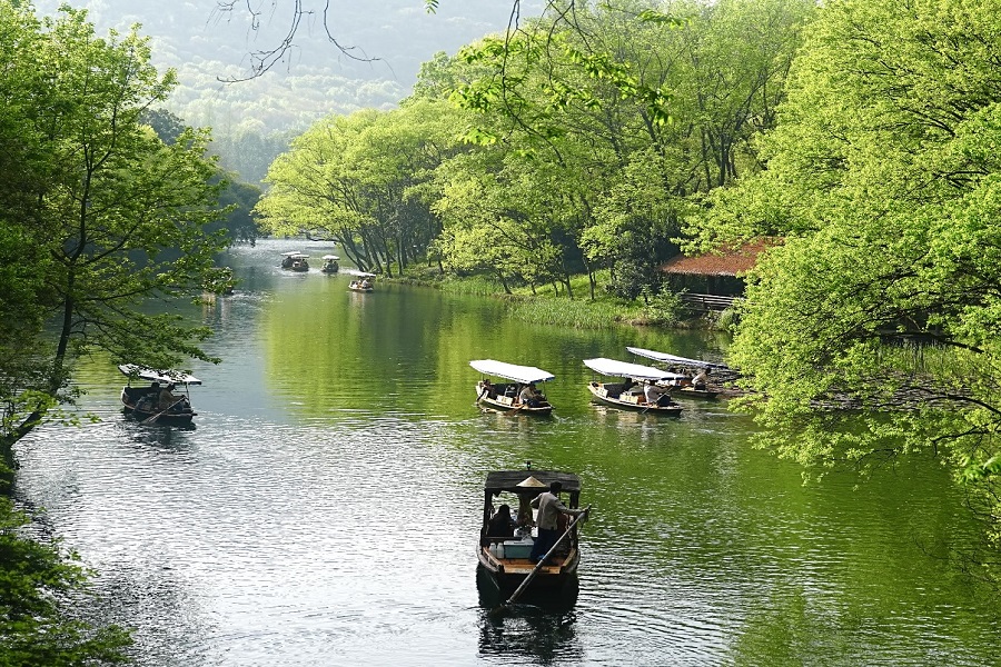 Traditional wooden paddle boats sailing on calm green water surrounded by lush fresh green trees along West Lake's hidden waterway