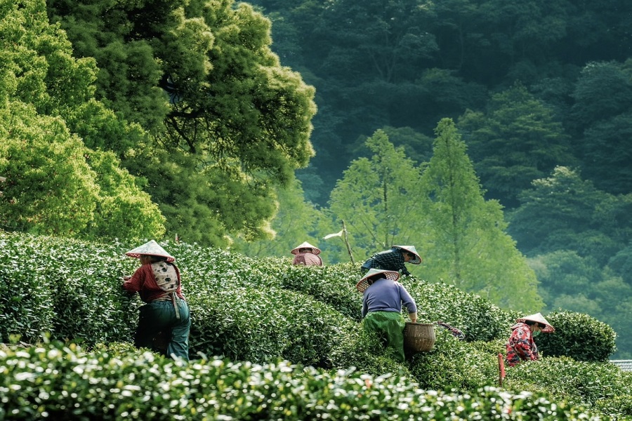 Local tea pickers with bamboo hats harvest fresh tea leaves on layered green Longjing tea hills surrounded by lush forest in Hangzhou