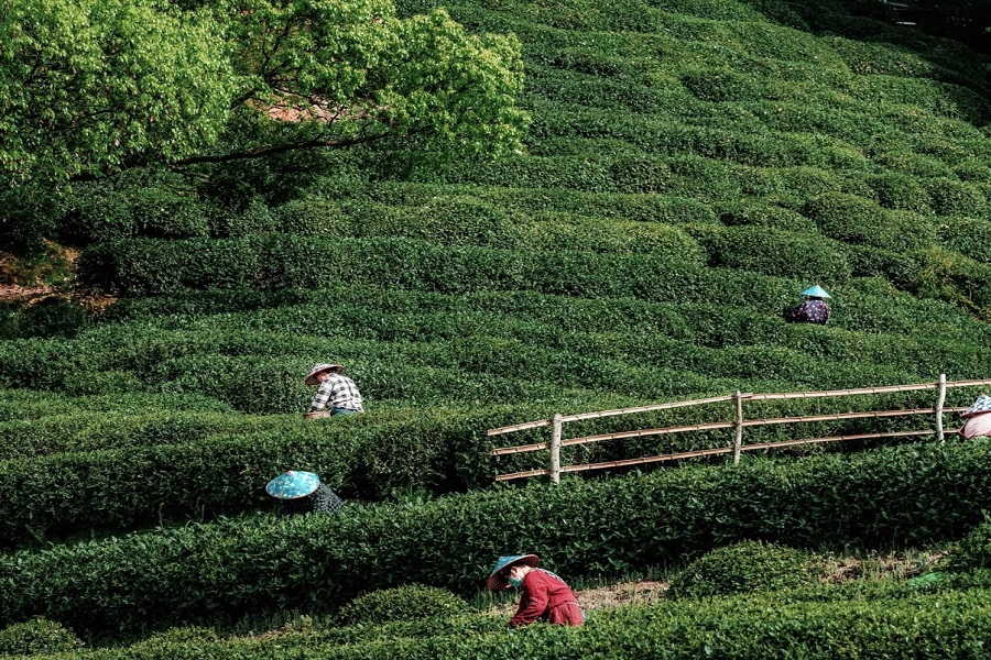 Local farmers wearing bamboo hats picking fresh tea leaves on layered green Longjing tea terraces in Hangzhou Meijiawu Village