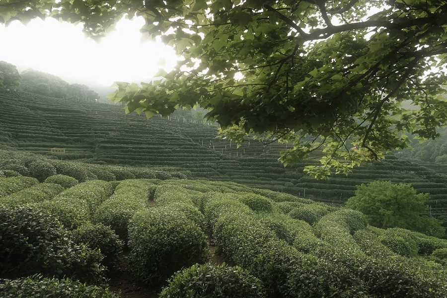 Rows of neat tea bushes stretching across mountain slopes, framed by green tree branches in Hangzhou tea village