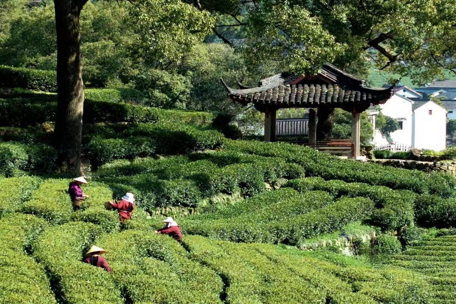 Farmers picking fresh tea leaves amid layered green Longjing tea terraces with ancient pavilion