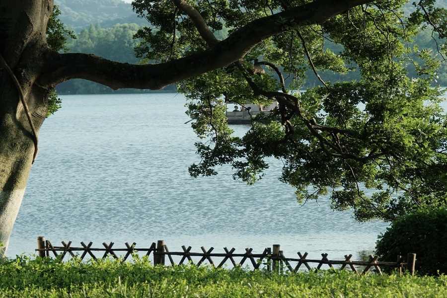 Lush ancient tree framing calm West Lake water with wooden fence and green grass, peaceful natural lakeside scenery in Hangzhou
