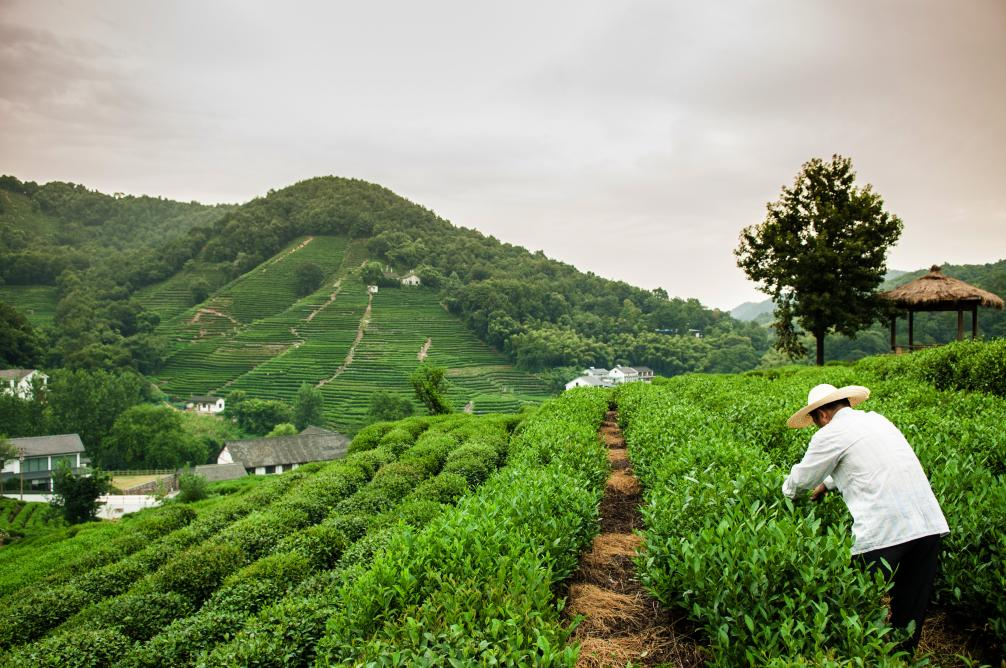 Meijiawu Tea Estate in Hangzhou presenting village tea stores amid rolling mountain tea fields