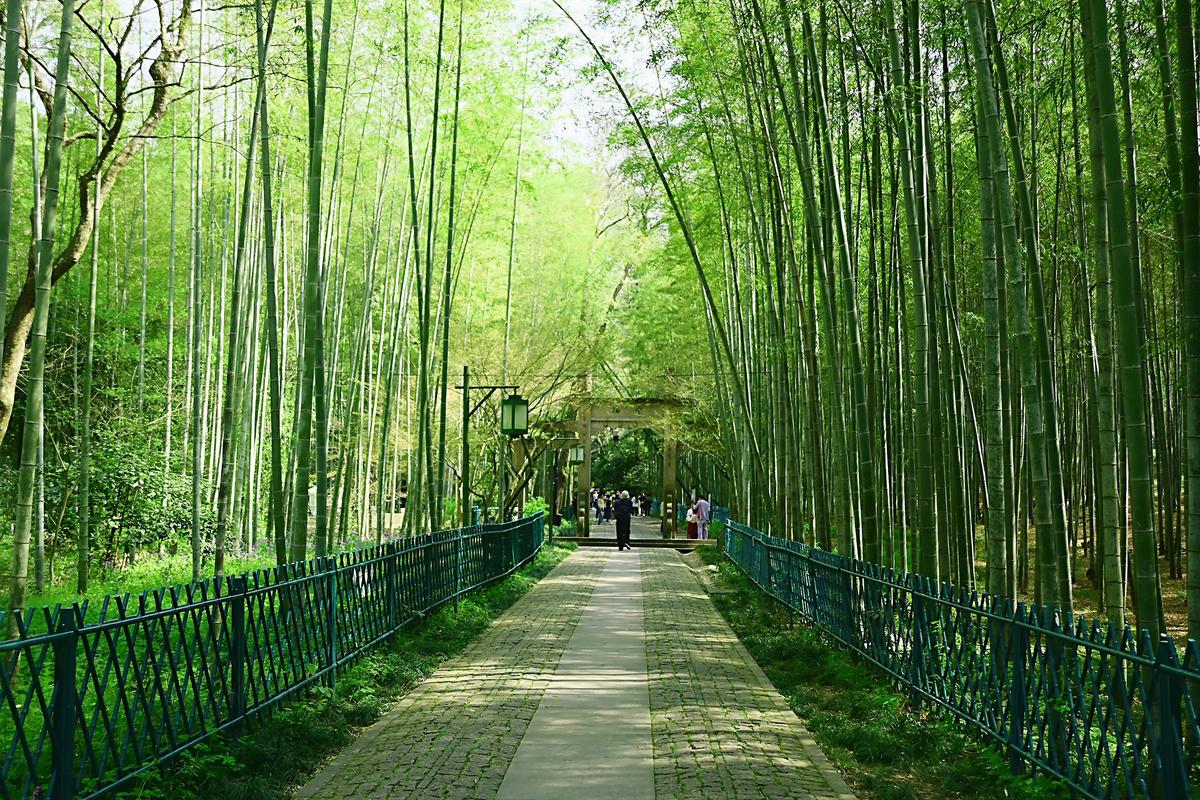 Yunqi Bamboo Path in Hangzhou presenting tourists wandering along quiet stone trail amid tall bamboo groves