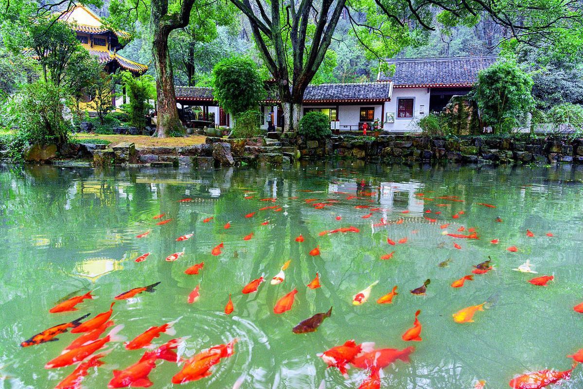 Viewing Fish at Flower Pond in Hangzhou featuring classic West Lake garden with koi ponds, blooming flowers and elegant pavilions