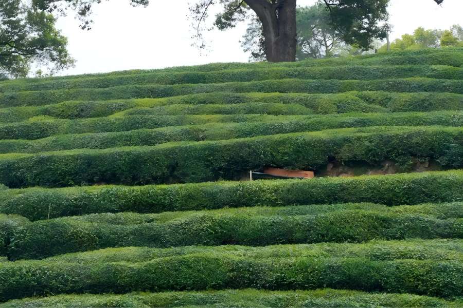 Peaceful rural Meijiawu Tea Village with family teahouses scattered among endless emerald tea hills, representing the core origin of premium West Lake Longjing tea
