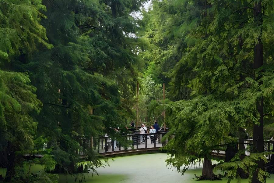 Water metasequoia forest of Xixi Wetland Hangzhou, tall dense dawn redwood trees growing from green algae-covered water, wooden plank walkway winding through the aquatic forest, visitors wandering amid cool emerald primeval woodland