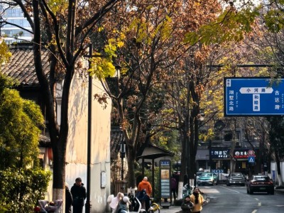 Daily street scenery at Dadou Road Historic Block, autumn trees and traditional houses along Grand Canal