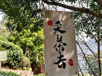采茶体验 (1).jpg