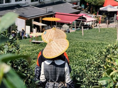 采茶体验 (2).jpg