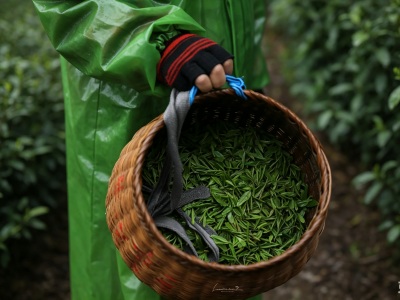 Workers picked a basket full of tea leaves on a rainy day.jpg